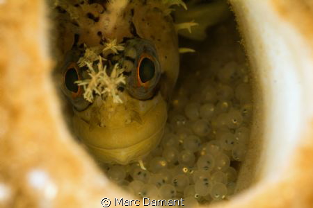 Decorated War Bonnet on eggs in a Boot Sponge. Taken on a... by Marc Damant 