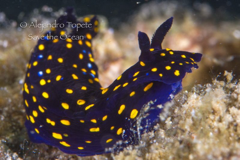 Purple Nudibranch, La Paz Mexico by Alejandro Topete 