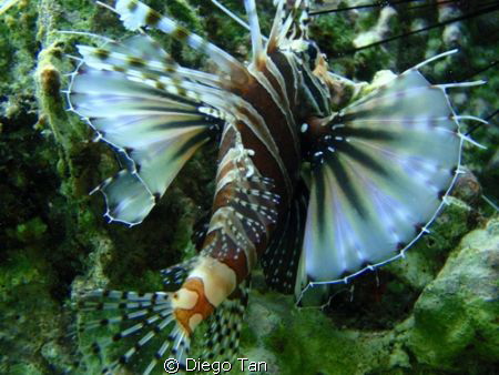 lionfish by Diego Tan 