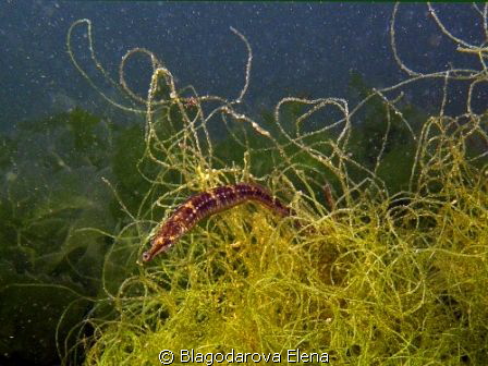 It was sitting from above water-plant brush and wiggle-wa... by Blagodarova Elena 