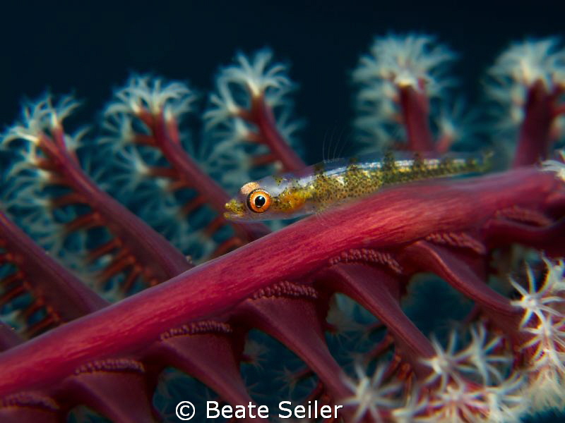 small blennie on a seapen by Beate Seiler 
