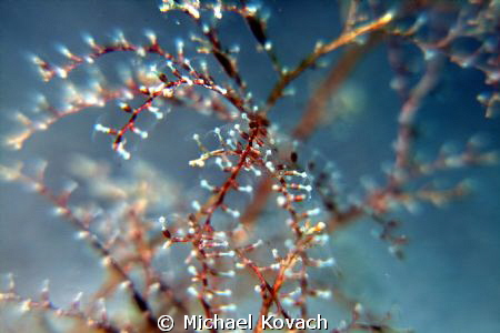 Plant life just off the beach in Fort Lauderdale. by Michael Kovach 