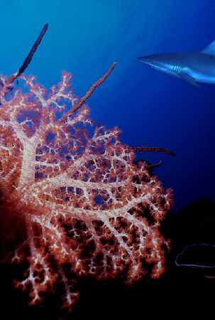 Diving in Papua New Guinea a little of everything, and so... by Jerry Hamberg 