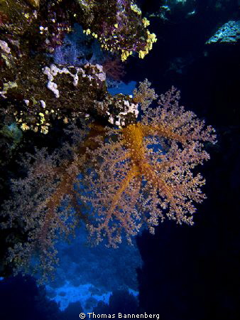 Upside down

Sea&Sea DX-1G, Settings: f5.7, 1/250, ISO 100 by Thomas Bannenberg 