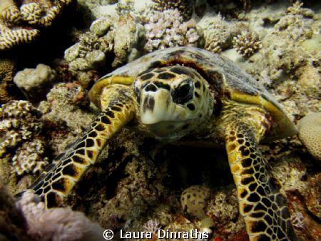 Hawksbill turtle in Ras abu Galum by Laura Dinraths 