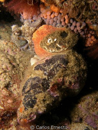 Octopus and Charonia lampas
 by Carlos Ernesto 