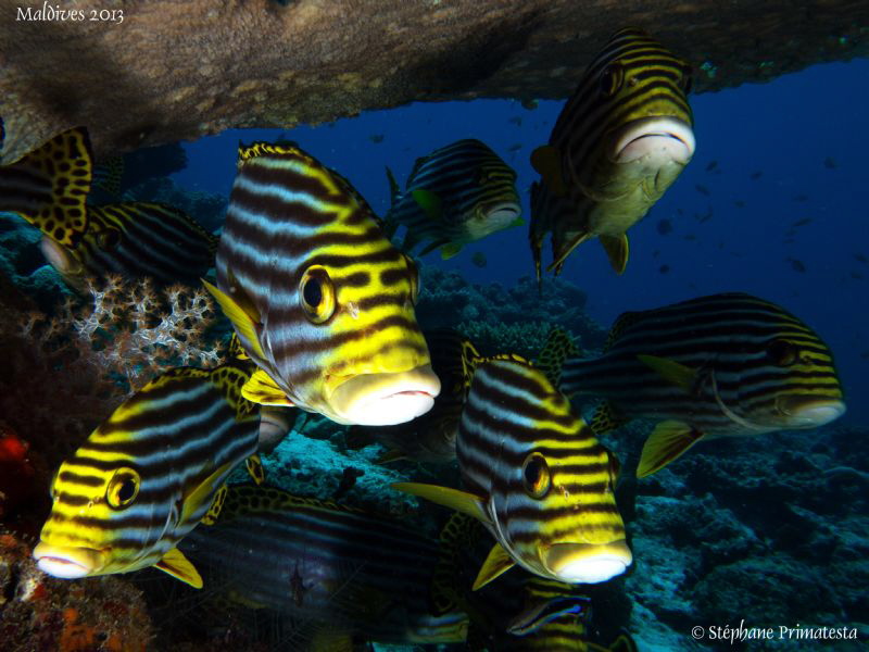 Oriental sweetlips. by Stéphane Primatesta 