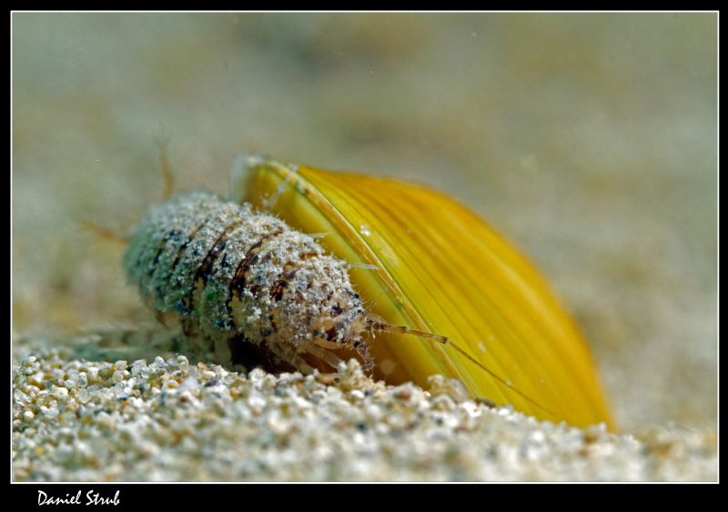 I don't know whether the small larvae was trying to get s... by Daniel Strub 