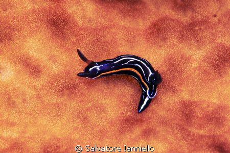 Piccolo by Salvatore Ianniello 