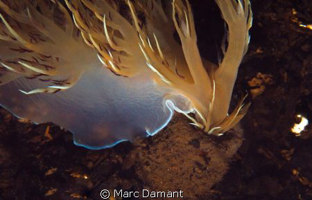 The Hunting Dragon
A Giant Nudibranch with a successful ... by Marc Damant 