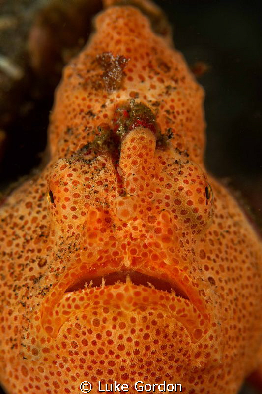 F10, 1/250, ISO 100, 100mm Macro by Luke Gordon 