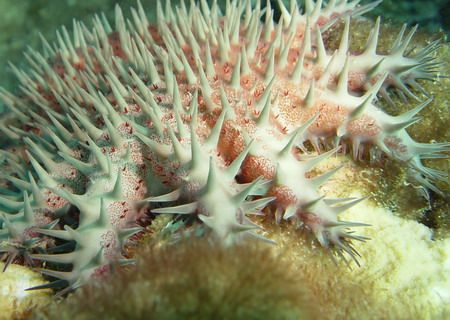 Crown of Thorns Star - North Shore Oahu, Hawaii ~50' depth. by Glenn Poulain 