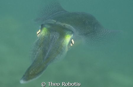 Sepioteuthis australis

You know how it goes, spur of t... by Theo Robotis 