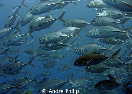 a look into a circle of jacks by Andre Philip 