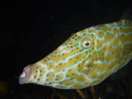 File fish, taken in Tioman Island by Christy Ooi Wei Hoong 