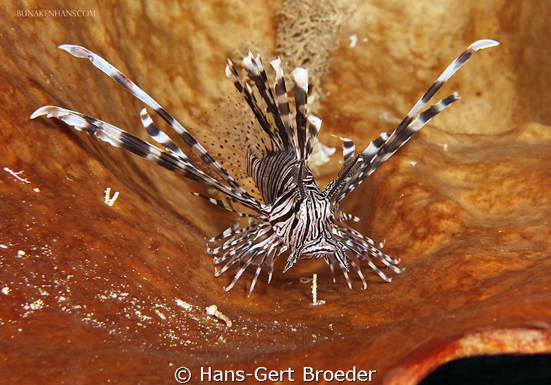 Lionfish
Bunaken,Sulawesi,Indoneesia, Bunaken Island, 
... by Hans-Gert Broeder 