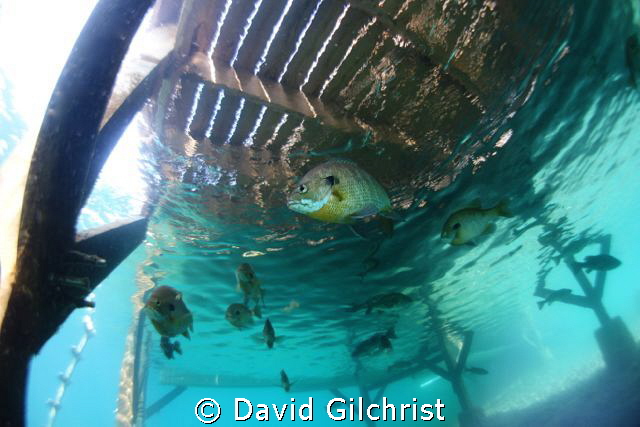 Under the dock, Lake Rawlings, VA by David Gilchrist 
