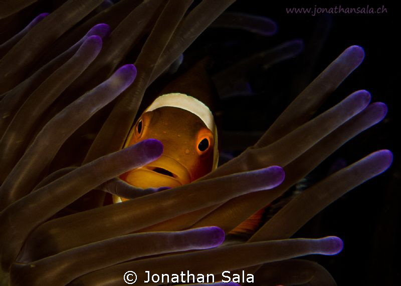 nemo... always the best subject,,, by Jonathan Sala 