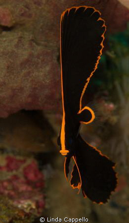 Juvenile bat fish at Lembeh Straits was quite surprisingl... by Linda Cappello 