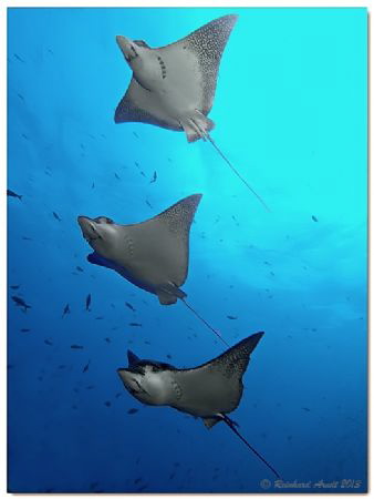 - flying eagles -
Eagle Rays, Landslide, Wolf Island, Ga... by Reinhard Arndt 