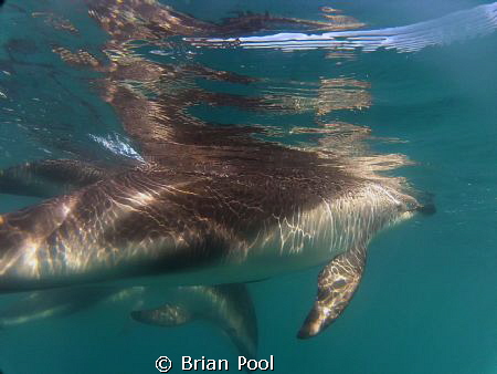 Dolphin reflections by Brian Pool 