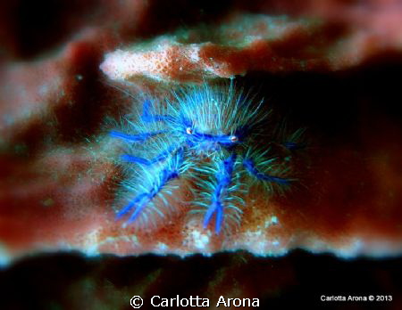 Hairy Squat Lobster
Location: Komodo, Indonesia
Camera ... by Carlotta Arona 