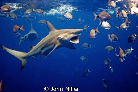 On a Shark dive with about twenty Black Tips around when ... by John Miller 