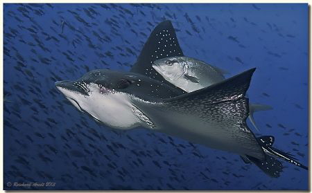 * pick-a-back *
Eagle Ray and Almaco Jack, Landslide, Wo... by Reinhard Arndt 