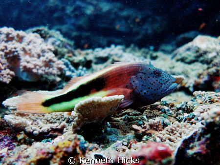 Sodwana bay, great diving by Kenneth Hicks 