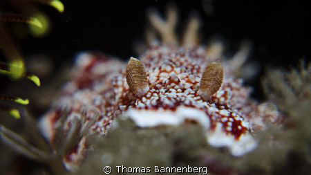 Nudibranchia Portrait

NIKON D7000 in a Seacam "Prelude... by Thomas Bannenberg 