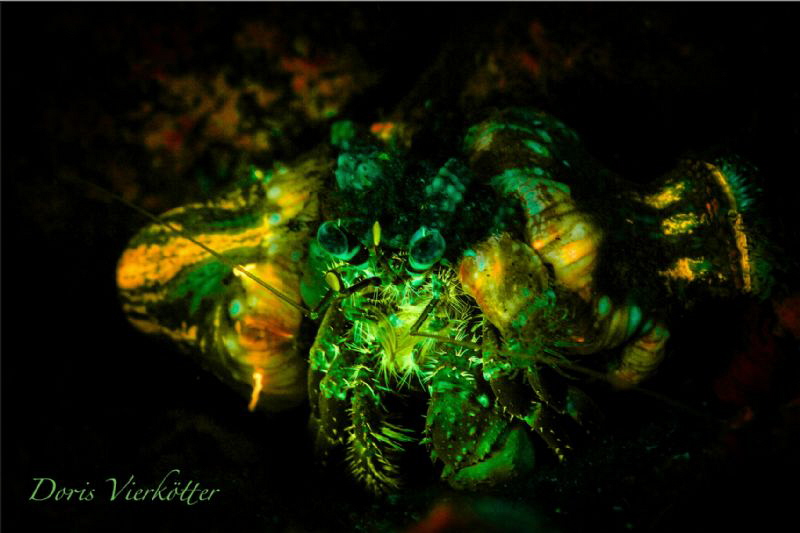 Anemonecrab Fluo Night Dive by Doris Vierkötter 