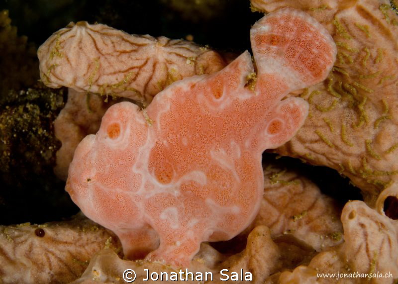 Pink Frog by Jonathan Sala 