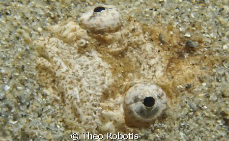 Juvenile Xenocephalus australiensis by Theo Robotis 