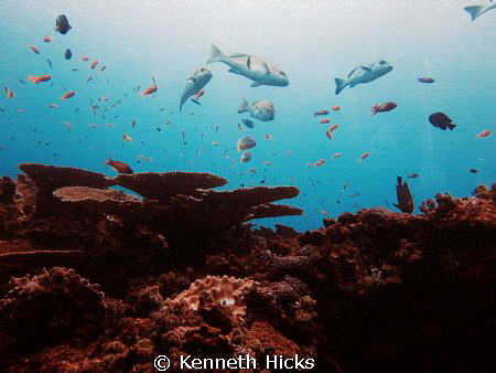 Reef by Kenneth Hicks 