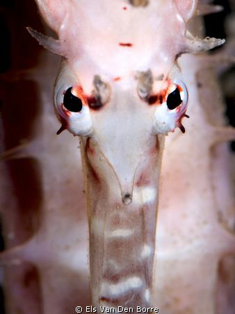 Hipnotic eyes by Els Van Den Borre 