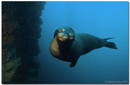 What about applause ?

Playing Sealion on Punta Vicente... by Reinhard Arndt 