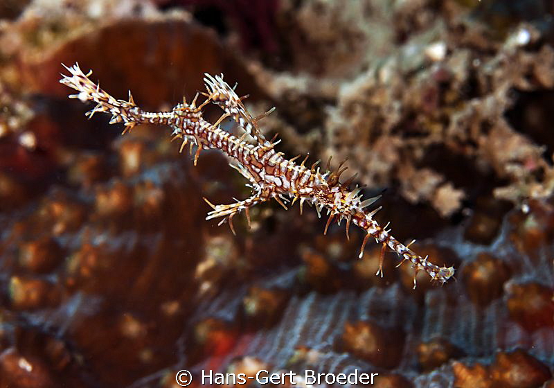 Harlequin ghost pipefish
Bunaken,Sulawesi,Indoneesia, Bu... by Hans-Gert Broeder 