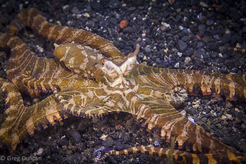 Wunderpus in Lembeh by Greg Duncan 