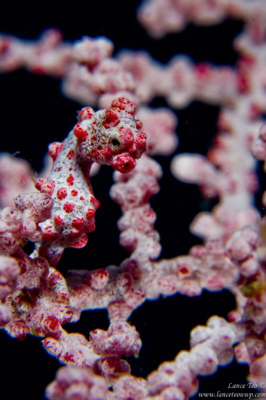 Pretty Pink! by Lance Teo 
