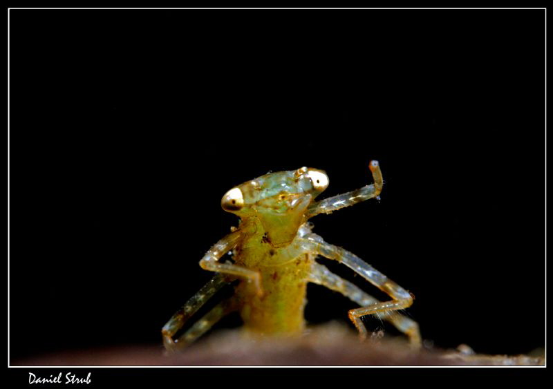 Damselfly :-D by Daniel Strub 