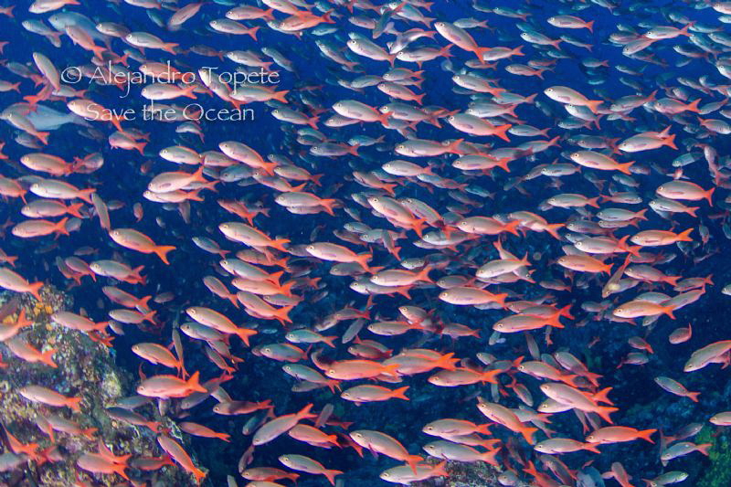 Red Wall, Galapagos Ecuador by Alejandro Topete 