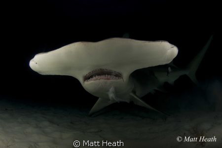 Great Hammerhead at Night by Matt Heath 