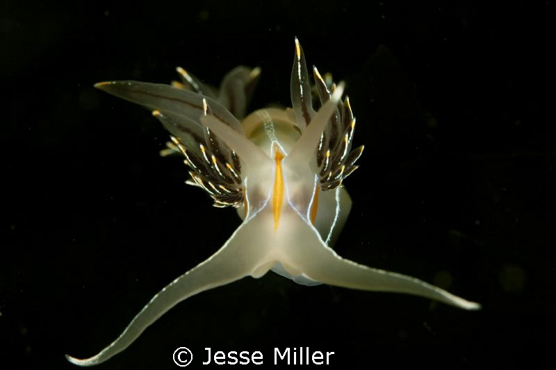Head on Nudi by Jesse Miller 