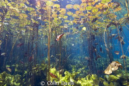 A spring in South Africa, turns into the Marico river eve... by Colin Davis 