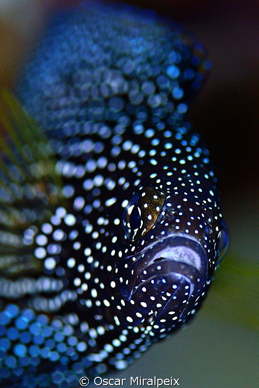 calloplesiops altivelis by Oscar Miralpeix 