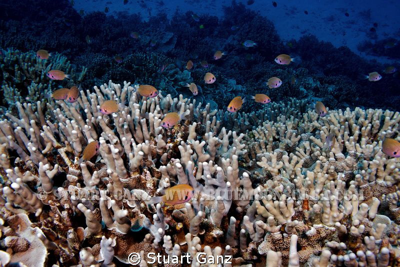 Reefscape, Kona HI. by Stuart Ganz 