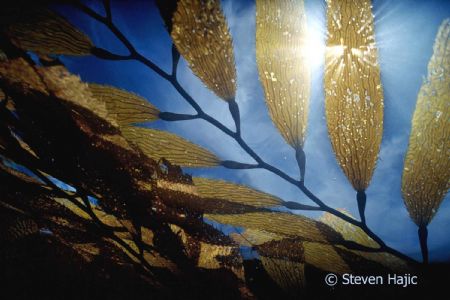 Macrocystis pyrifera Santa Barbara Ca by Steven Hajic 