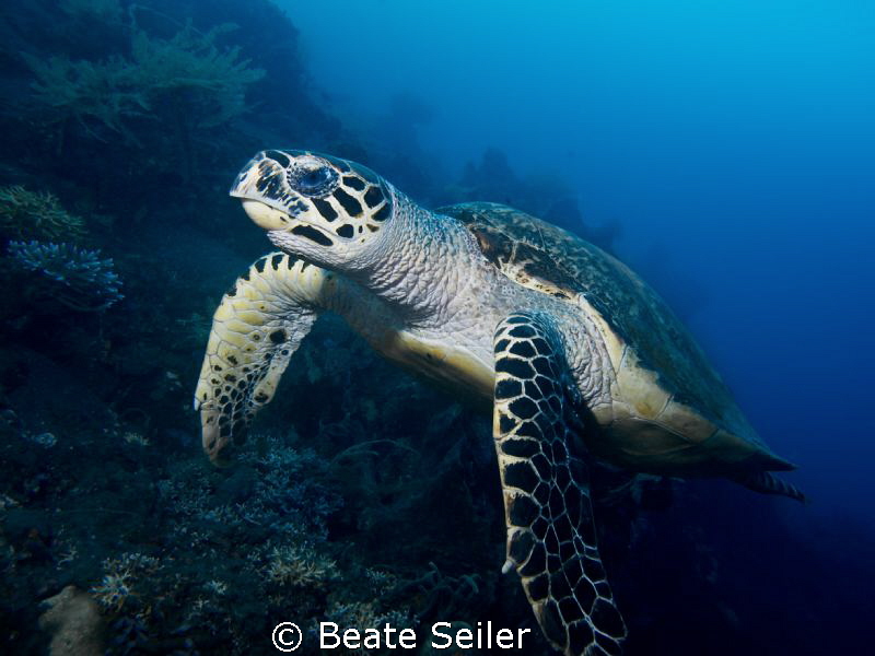 Turtle at the Alam Batu Housereef by Beate Seiler 
