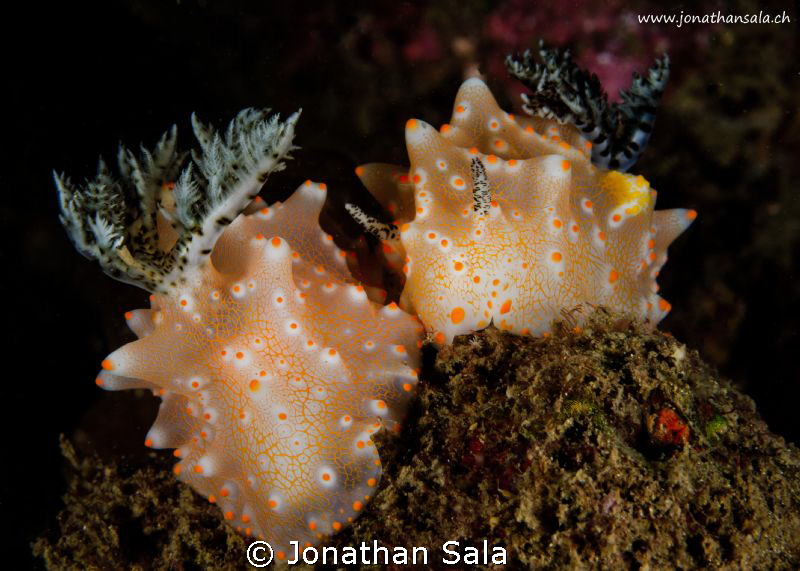 Helgarda Batagans by Jonathan Sala 