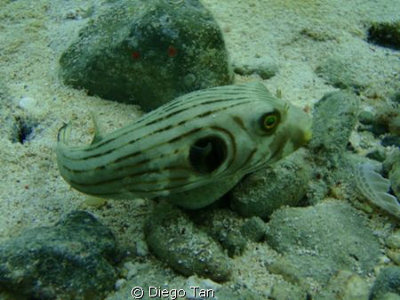 puffer buffer by Diego Tan 